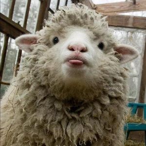 Meet your Posher, Casey